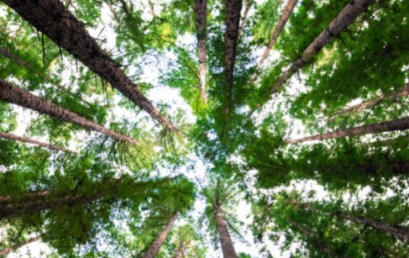 Día del Árbol: ¿por qué los árboles son tan importantes para el planeta?