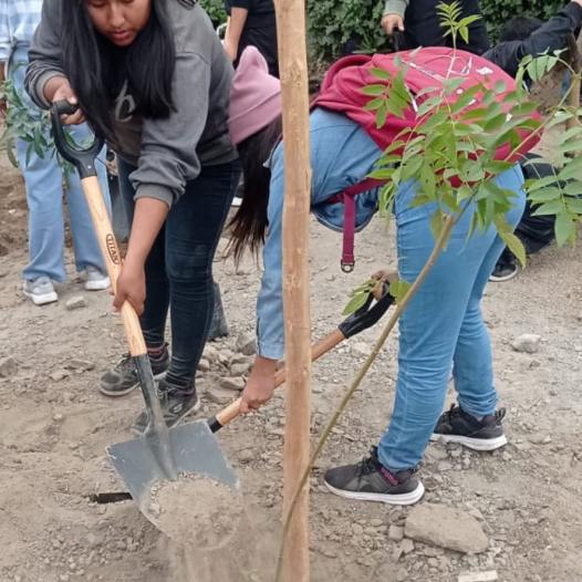 3era Jornada de Arborización de la UNMSM en San Juan de Lurigancho